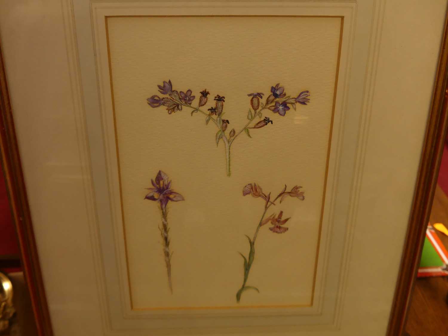 20th century English school - a set of four botanical studies, watercolours, each 24 x 16cm - Bild 2 aus 4