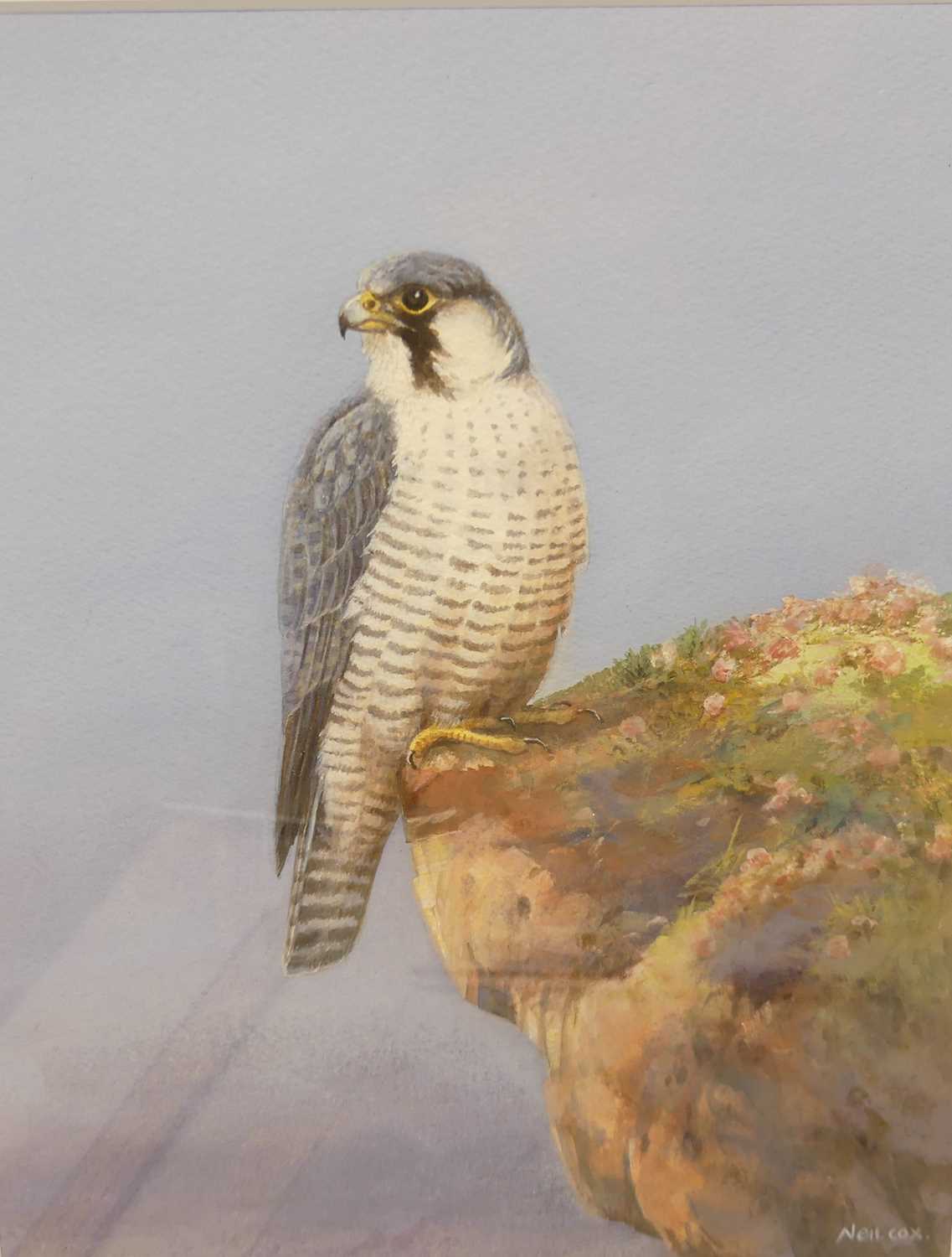 Neil Cox - Peregrine falcon, pastel, signed lower right, 35x27cm - Image 2 of 3