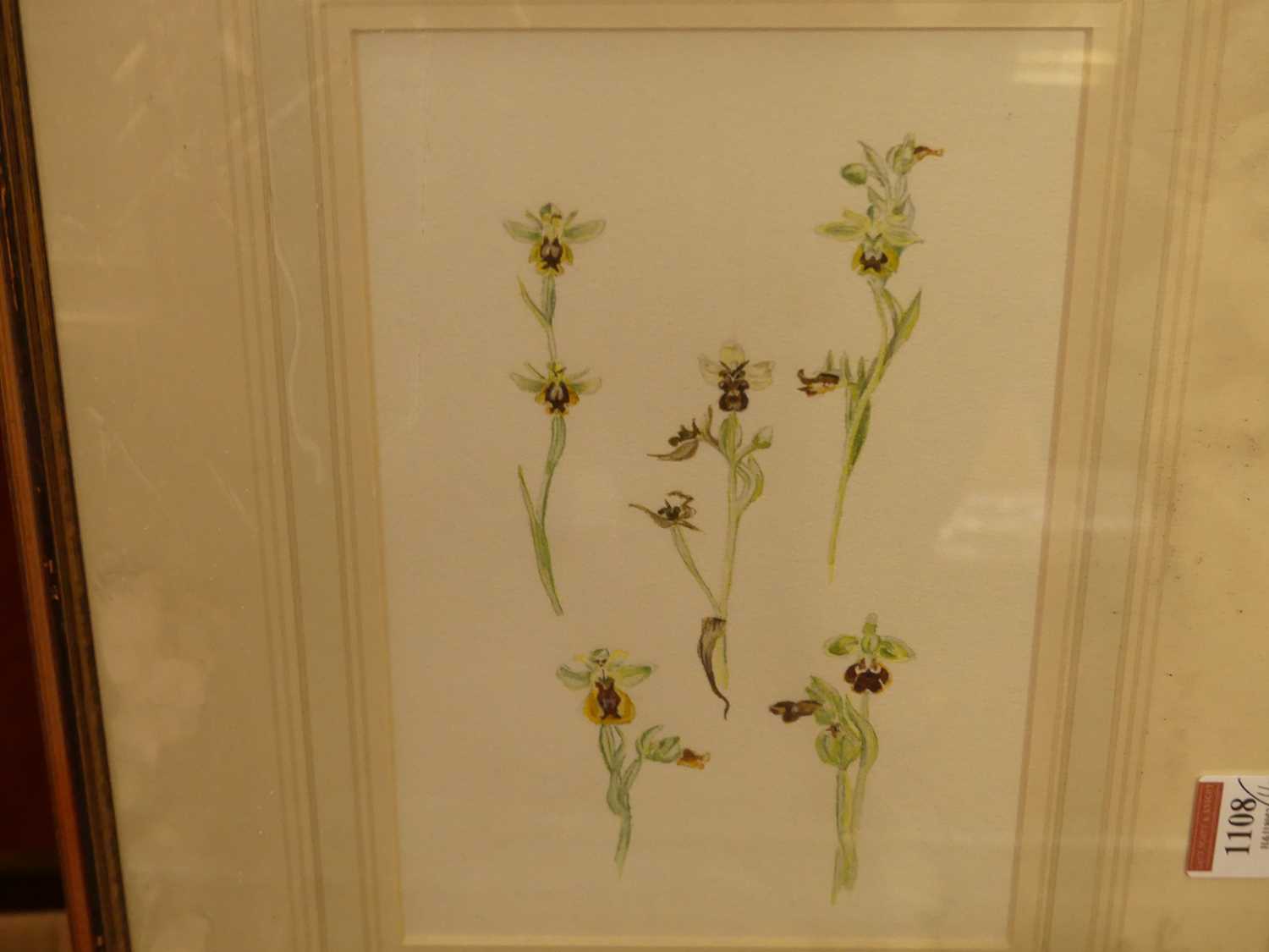 20th century English school - a set of four botanical studies, watercolours, each 24 x 16cm - Bild 4 aus 4