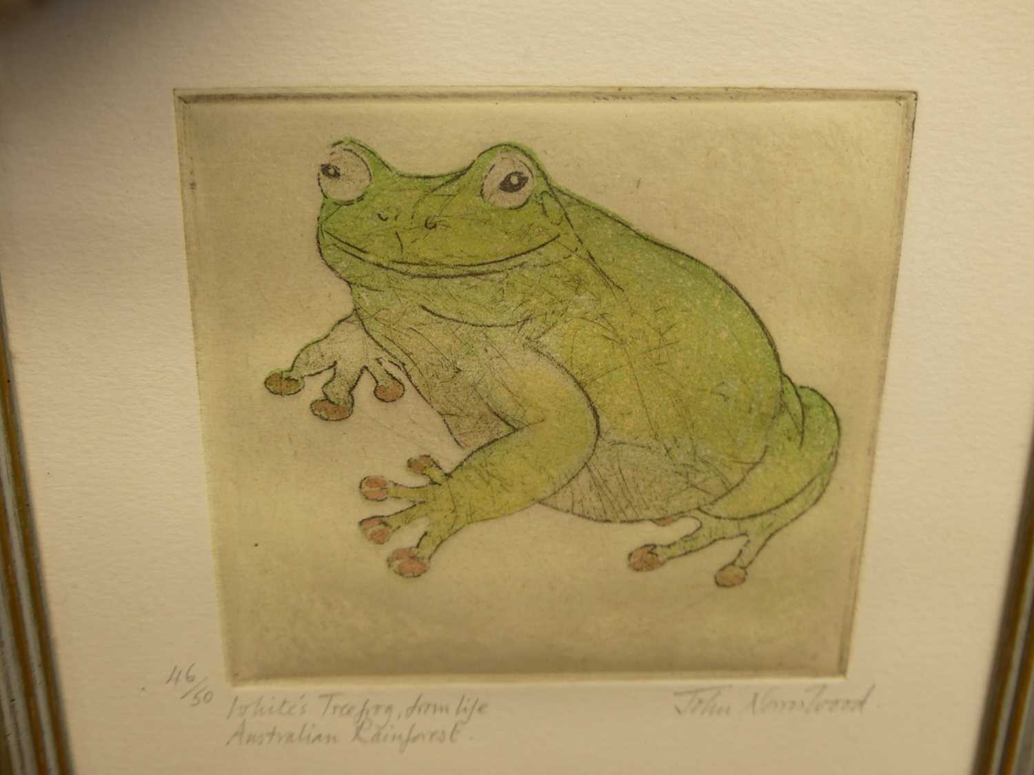 John Norris Wood - White's tree frog, from life, lithograph, engraved and later hand coloured map of - Image 6 of 7