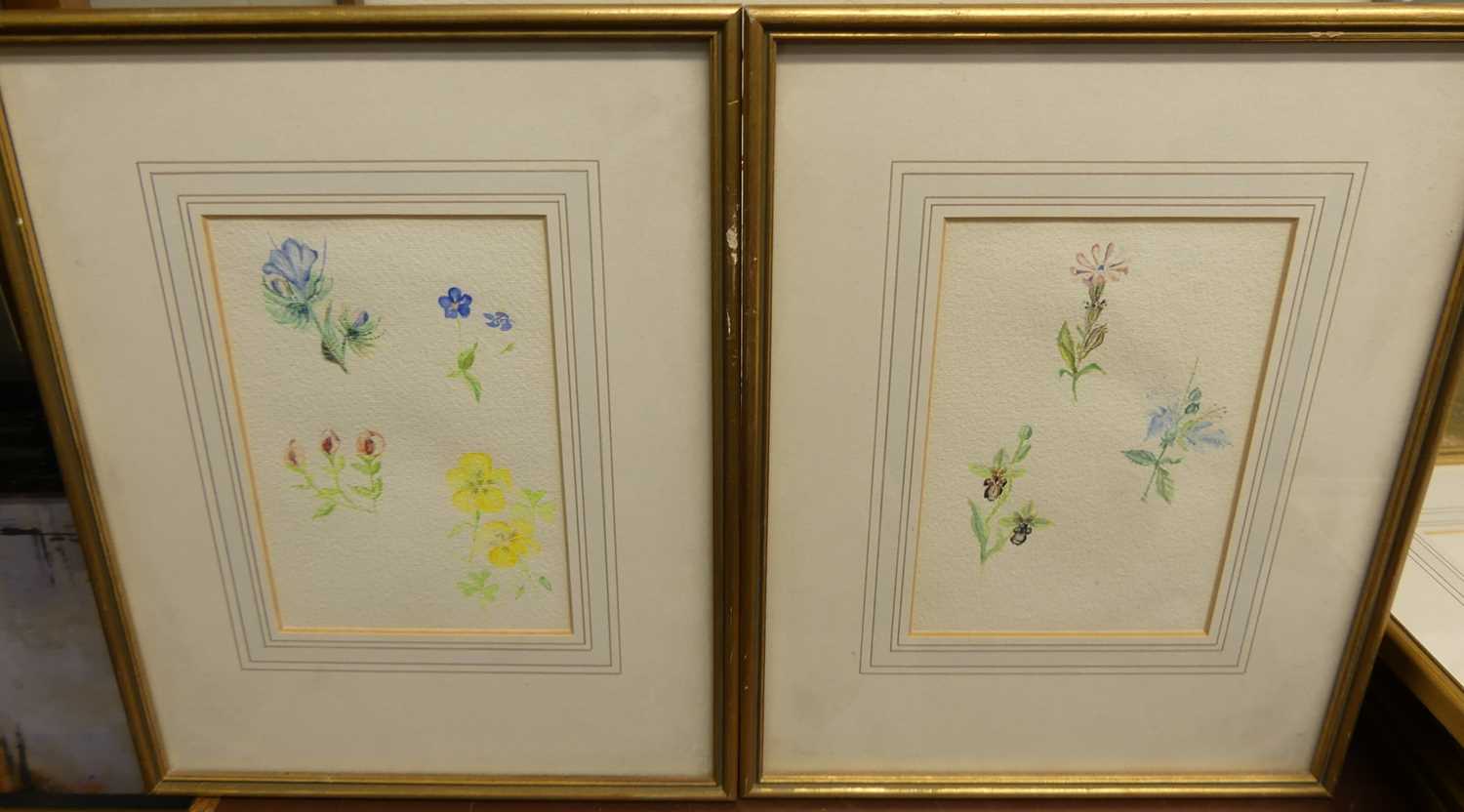 20th century English school - a set of twelve botanical studies, watercolours, each 18 x 12.5cm