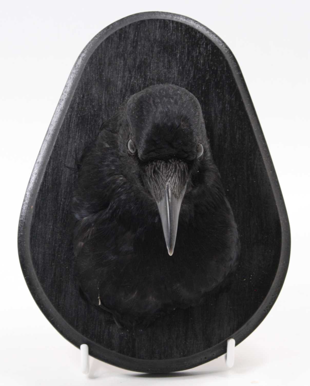 A taxidermy Carrion Crow (Corvus corone), head mount upon a painted plinth, h.20cm. - Image 2 of 2