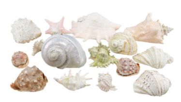 A quantity of large tropical and other sea shells