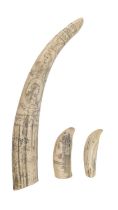 Three resin reproduction scrimshaw teeth / tusk, longest 56 cm