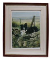 Steven Townsend (Contemporary) A study of a Border Collie, limited edition print, 220/675, signed,