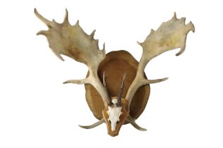 Mounted moose antlers etc, antlers 66 cm x 60 cm