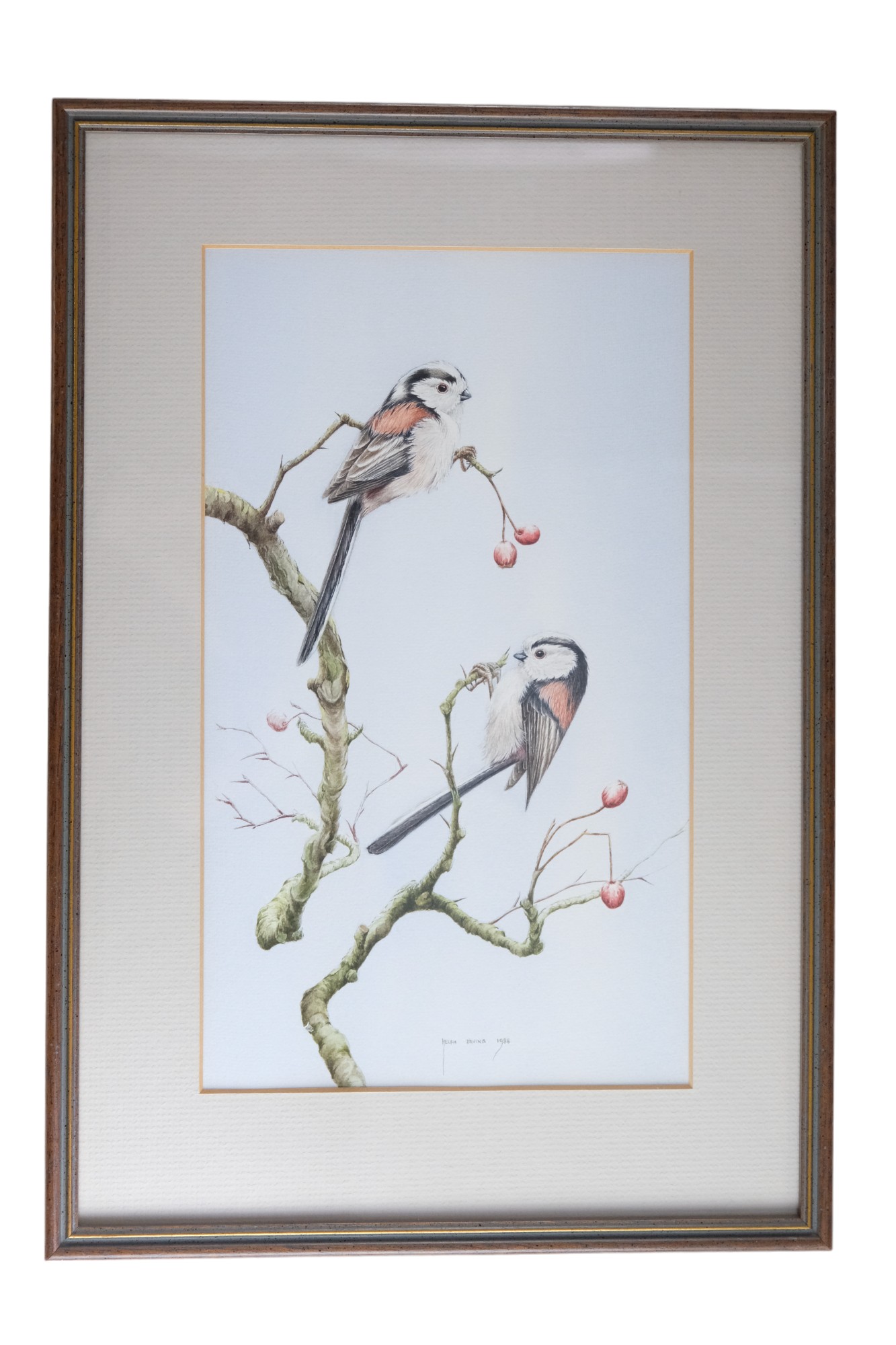 Helen Irving (20th Century) An exquisitely detailed, ornithological study of two long-tailed tits