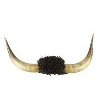 [ Taxidermy ] A pair of bison or similar horns, 84 cm