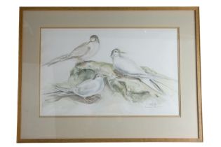 Susan Hughes (Contemporary) A close study of three terns perched atop rocks, watercolour, signed and