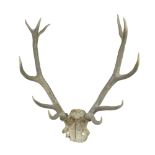 A set of five-point stag antlers, 72 cm