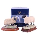 A boxed Border Fine Arts Black Faced Tup together with a black faced sheep, latter 15 cm