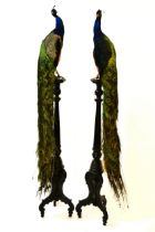 Pair of taxidermy peacocks, each mounted on an ebonised torchere base, 225cm high overall (