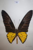 Peter Arnold signed coloured print of a butterfly, 53 x 42cm