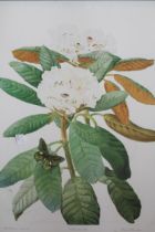 Kristen Rosenberg, pair of Limited Edition colour prints, botanical studies, together with a