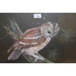 B. Neeves, mixed media study of a tawny owl, signed, 36 x 49cm, gilt framed