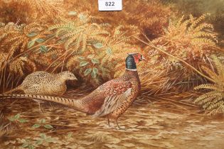 David Parry, watercolour, pheasants in undergrowth, signed, gilt framed, 33 x 51cm