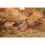 David Parry, watercolour, pheasants in undergrowth, signed, gilt framed, 33 x 51cm