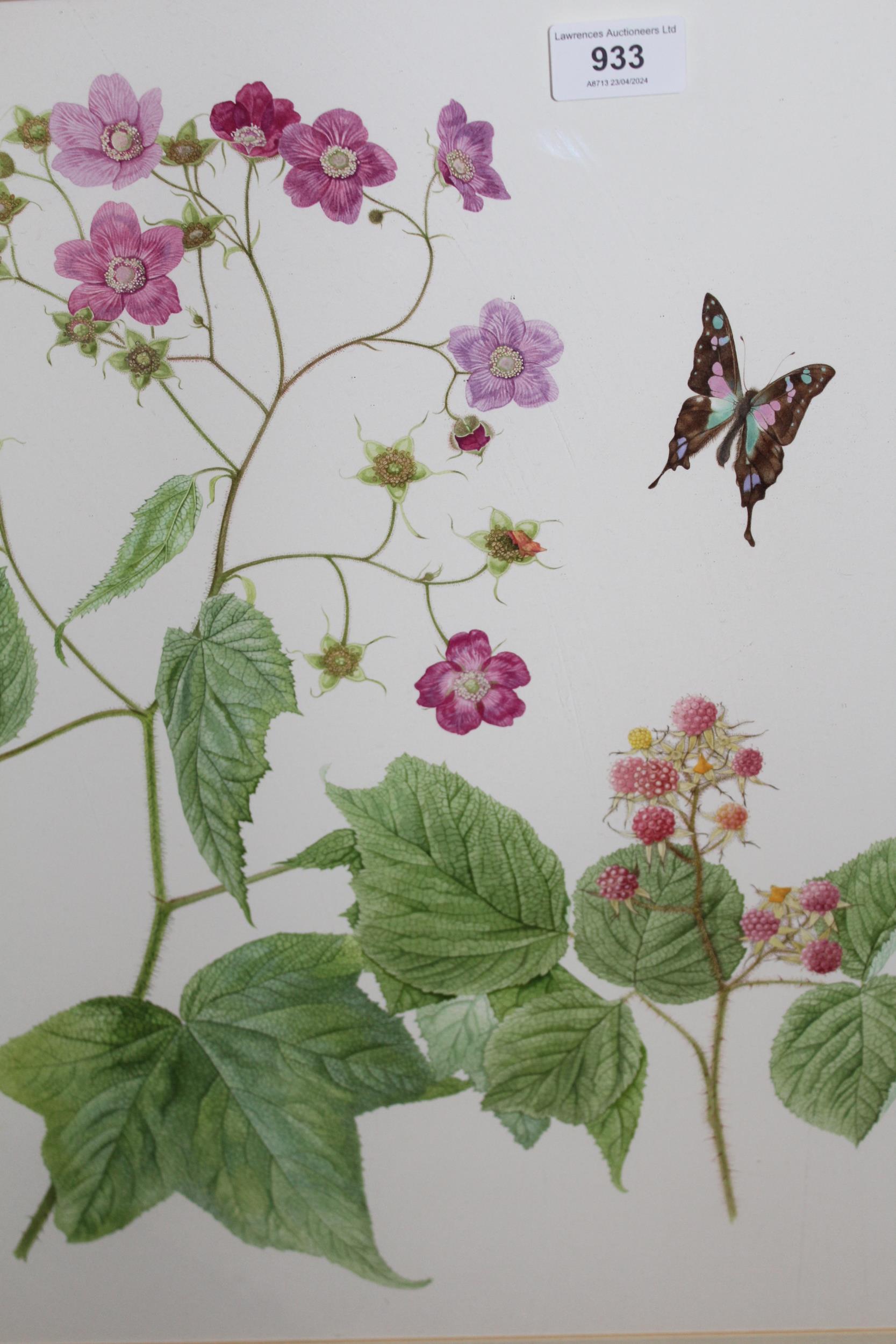 Kristin Rosenberg, watercolour, study of blackberries and butterfly, 47 x 50cm approximately,