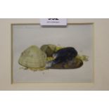 Kristin Rosenberg, watercolour, study of seashells, signed, 8 x 11cm, framed, together with