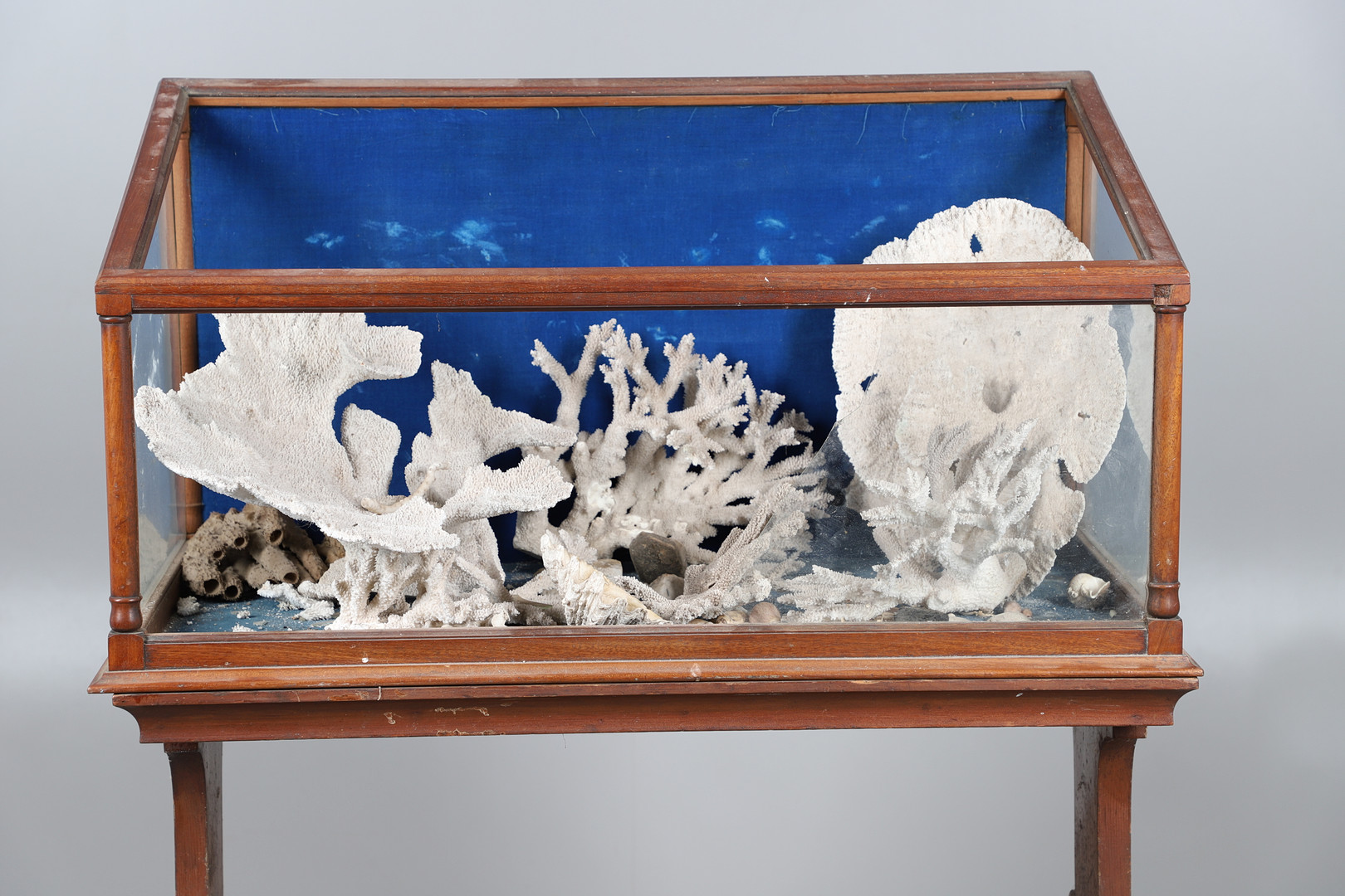 MAHOGANY MUSEUM CABINET & LARGE PIECES OF CORAL & SHELLS. - Image 2 of 13