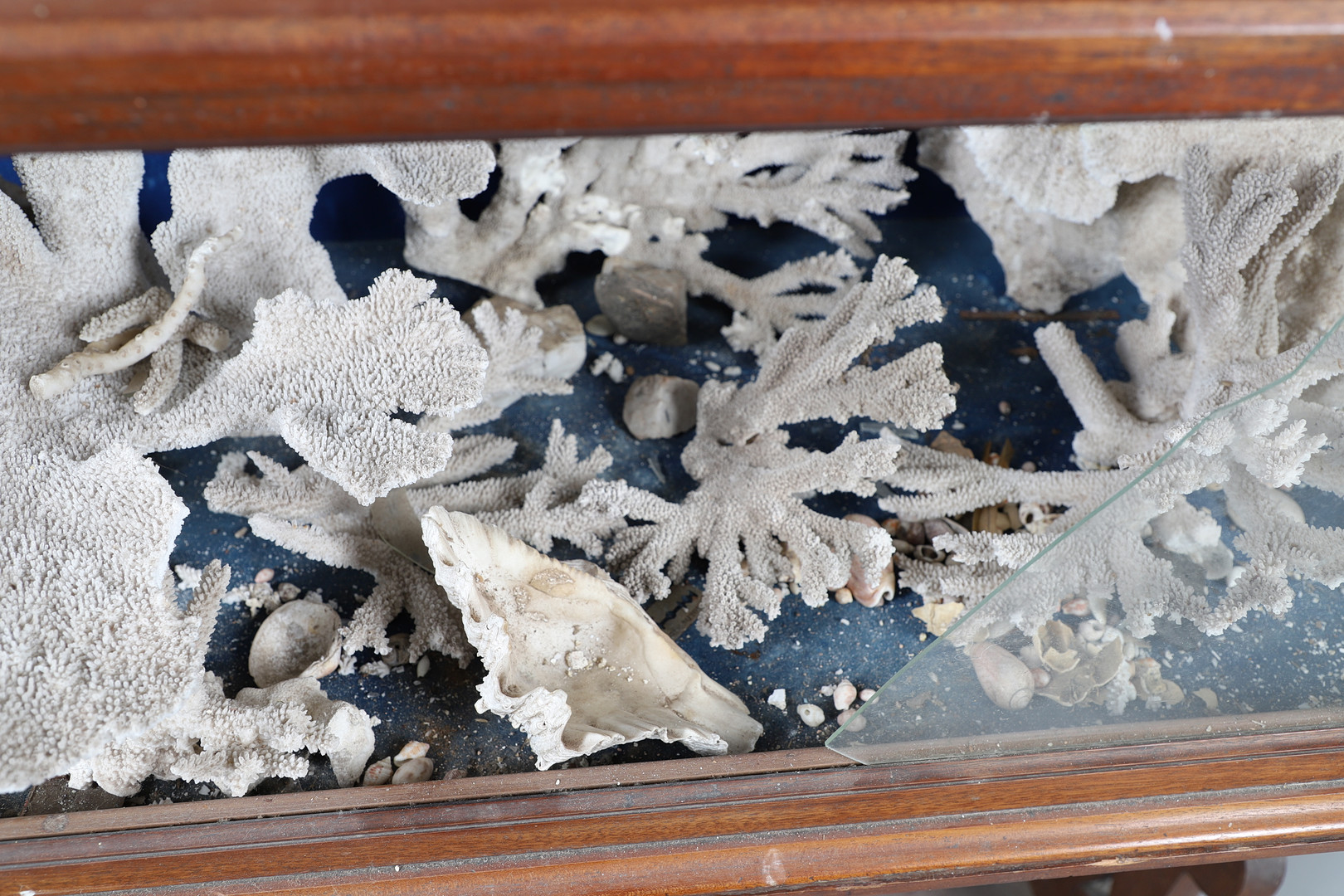 MAHOGANY MUSEUM CABINET & LARGE PIECES OF CORAL & SHELLS. - Image 9 of 13