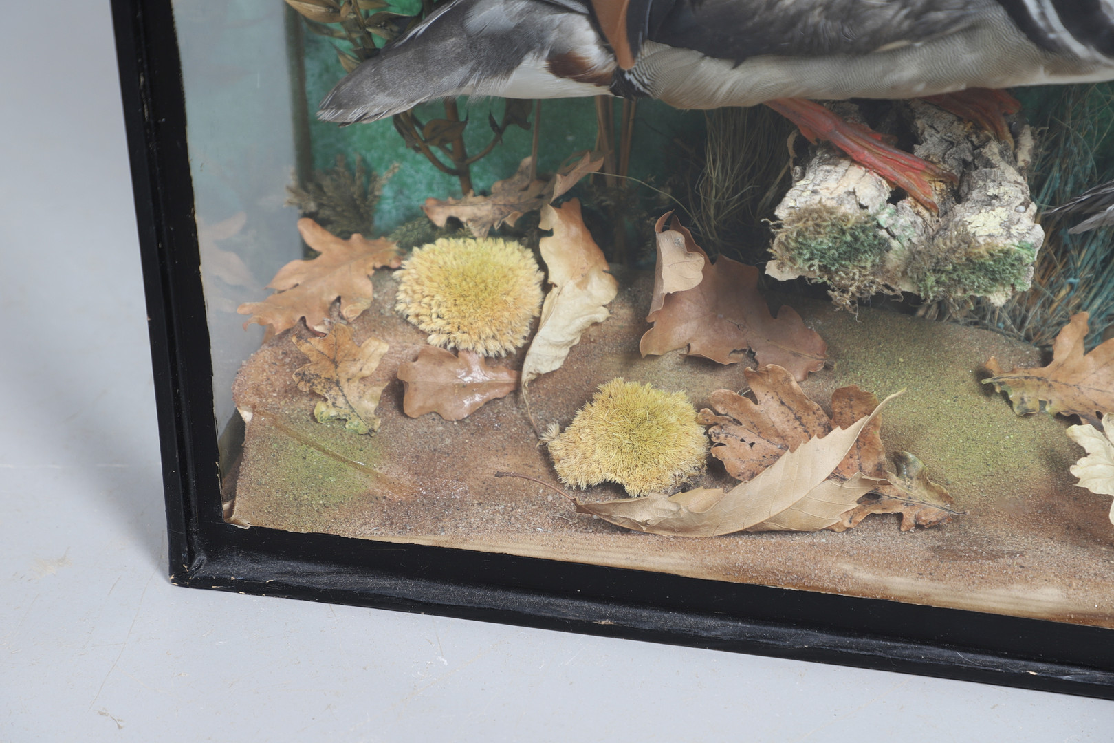 TAXIDERMY - CASED PAIR OF MANDARIN DUCKS. - Image 6 of 12