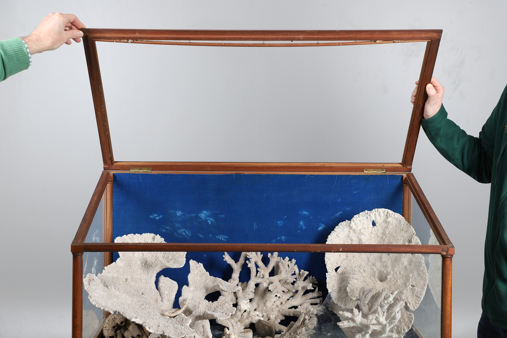 MAHOGANY MUSEUM CABINET & LARGE PIECES OF CORAL & SHELLS. - Image 10 of 13