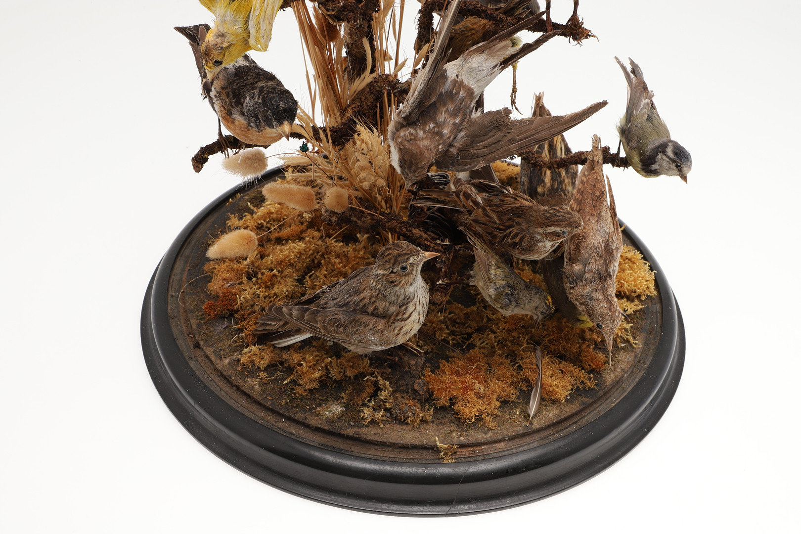 TAXIDERMY - VICTORIAN BIRDS & GLASS DOME. - Image 12 of 12