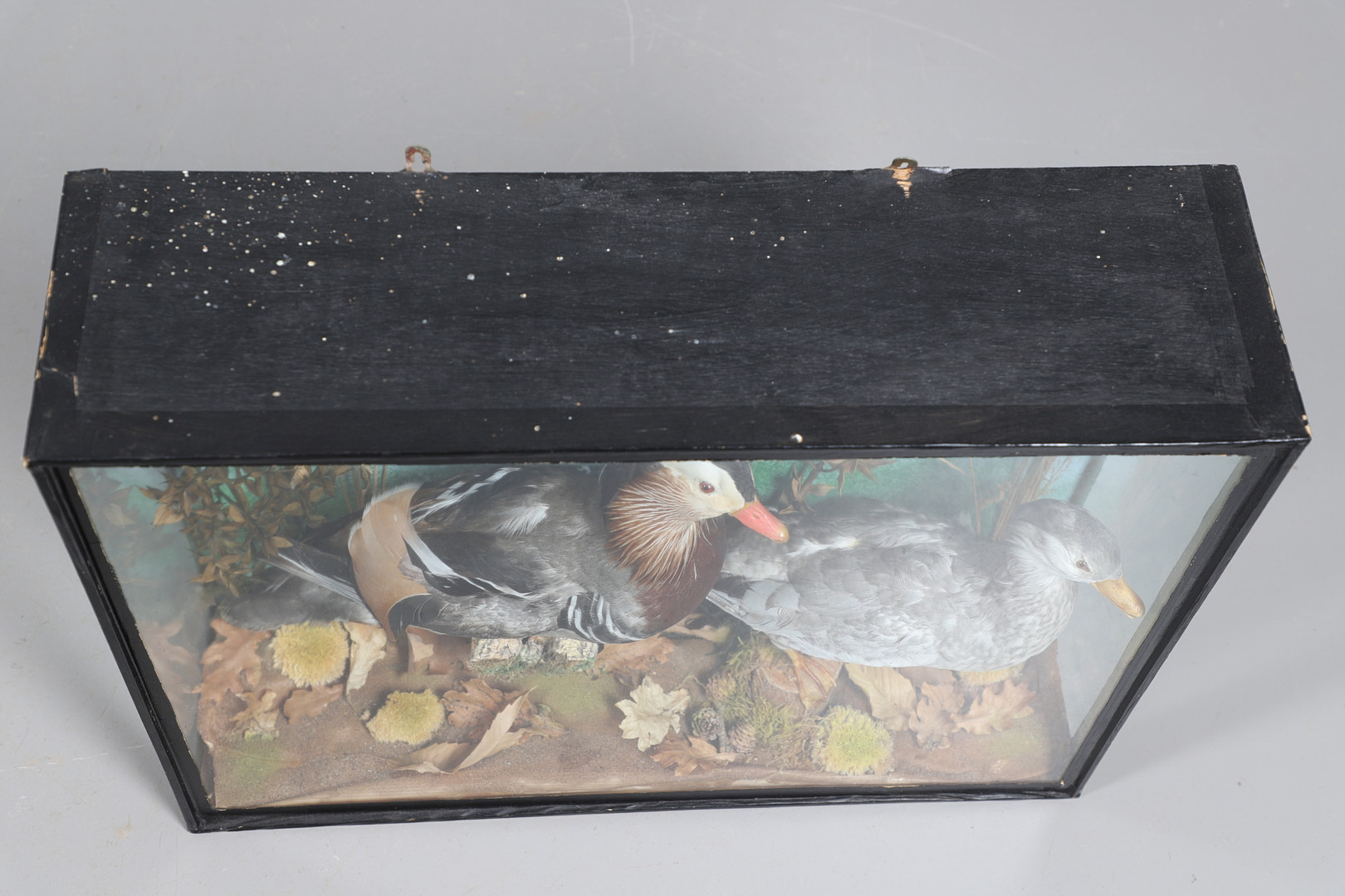 TAXIDERMY - CASED PAIR OF MANDARIN DUCKS. - Image 8 of 12