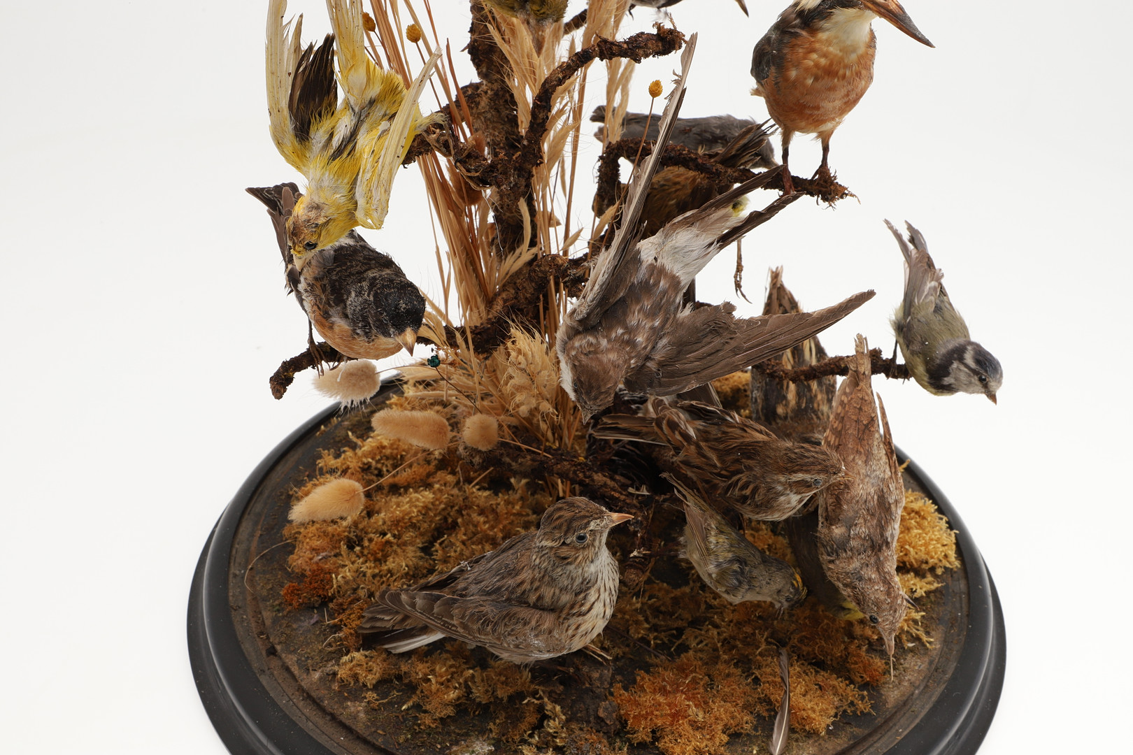 TAXIDERMY - VICTORIAN BIRDS & GLASS DOME. - Image 11 of 12