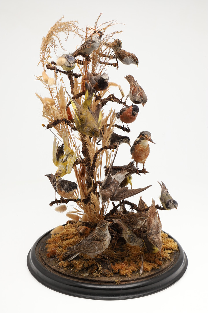 TAXIDERMY - VICTORIAN BIRDS & GLASS DOME. - Image 2 of 12