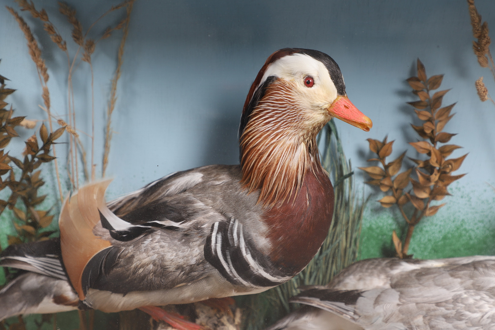 TAXIDERMY - CASED PAIR OF MANDARIN DUCKS. - Image 5 of 12