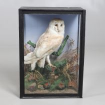 TAXIDERMY - CASED BARN OWL.