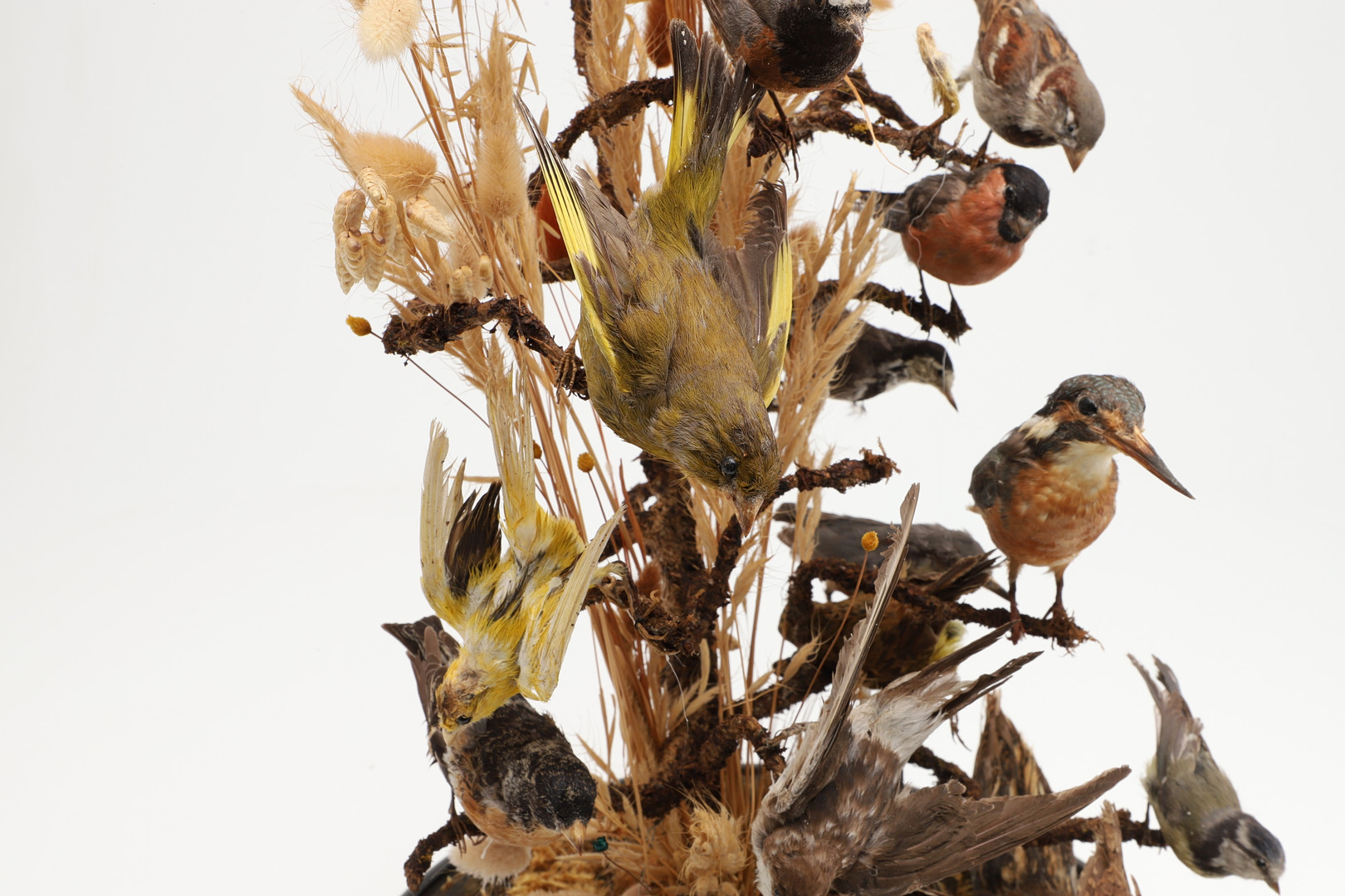 TAXIDERMY - VICTORIAN BIRDS & GLASS DOME. - Image 10 of 12