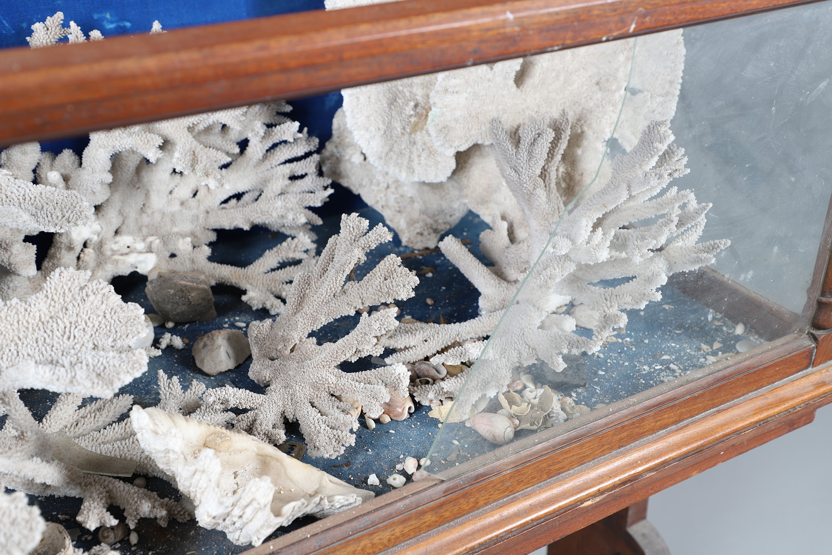 MAHOGANY MUSEUM CABINET & LARGE PIECES OF CORAL & SHELLS. - Image 7 of 13