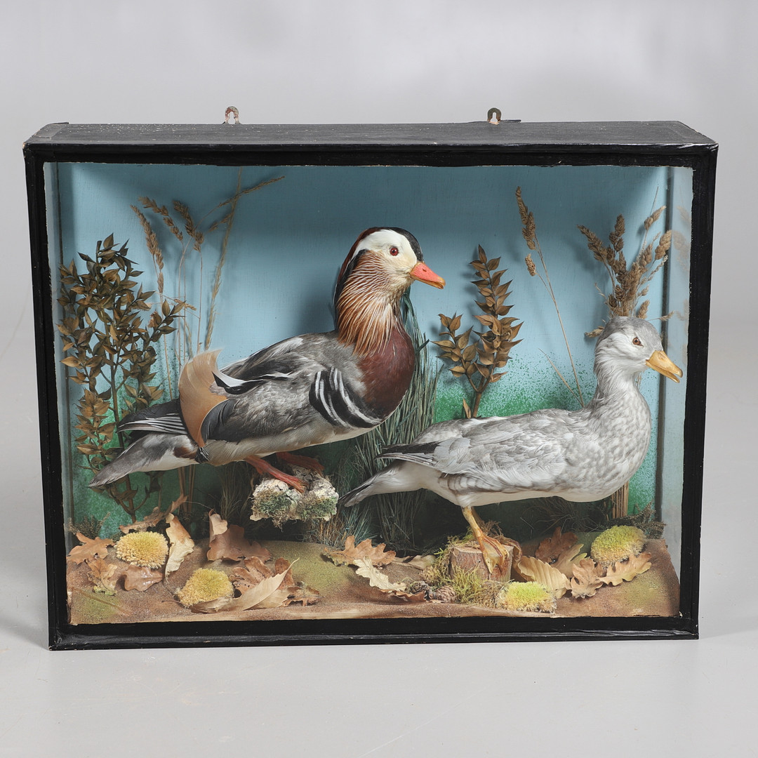 TAXIDERMY - CASED PAIR OF MANDARIN DUCKS.