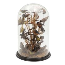 TAXIDERMY - VICTORIAN BIRDS & GLASS DOME.