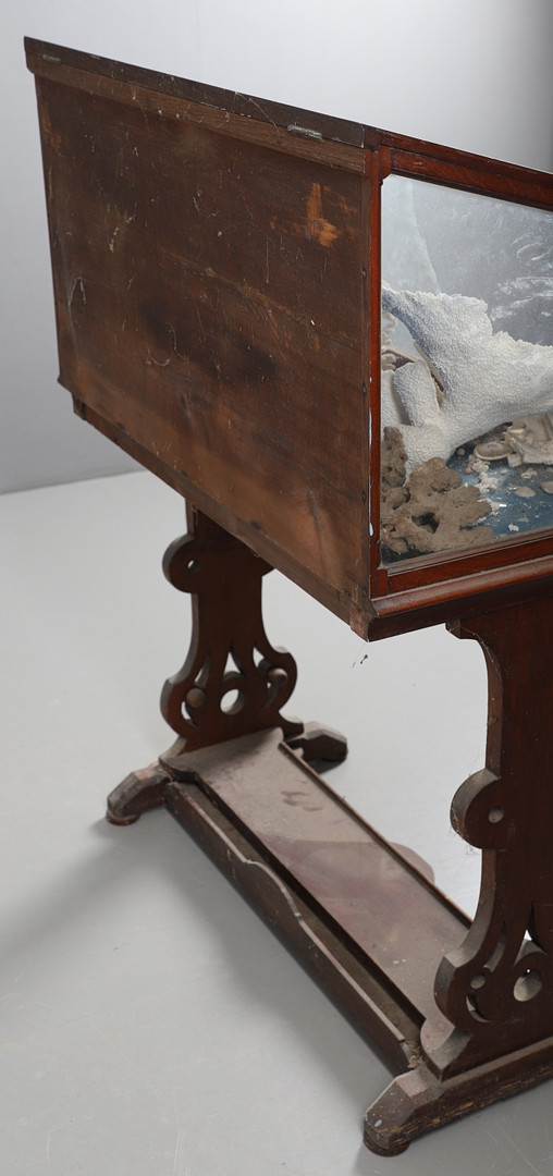 MAHOGANY MUSEUM CABINET & LARGE PIECES OF CORAL & SHELLS. - Image 11 of 13