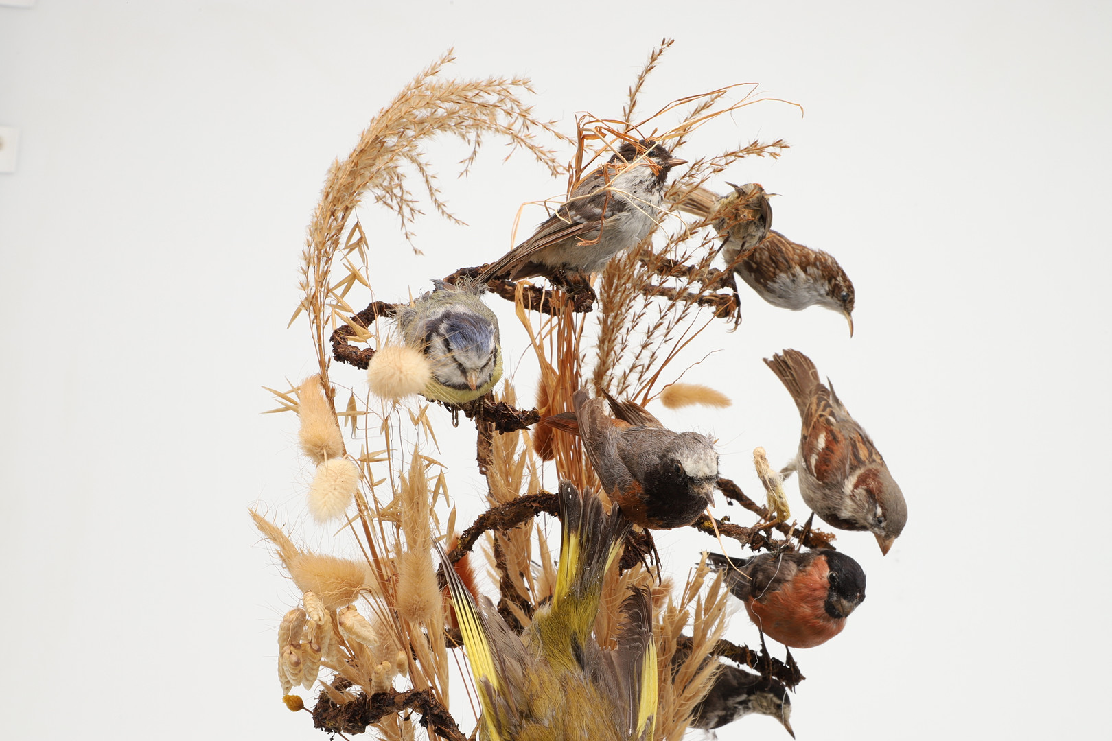 TAXIDERMY - VICTORIAN BIRDS & GLASS DOME. - Image 9 of 12