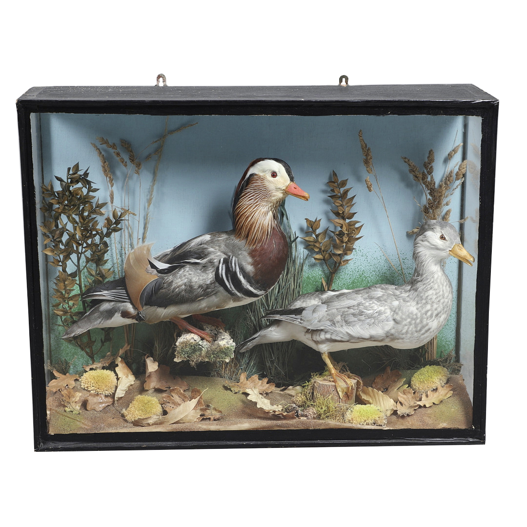 TAXIDERMY - CASED PAIR OF MANDARIN DUCKS. - Image 2 of 12