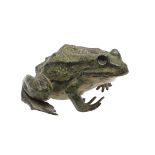 FRANZ BERGMANN - COLD PAINTED BRONZE FROG.