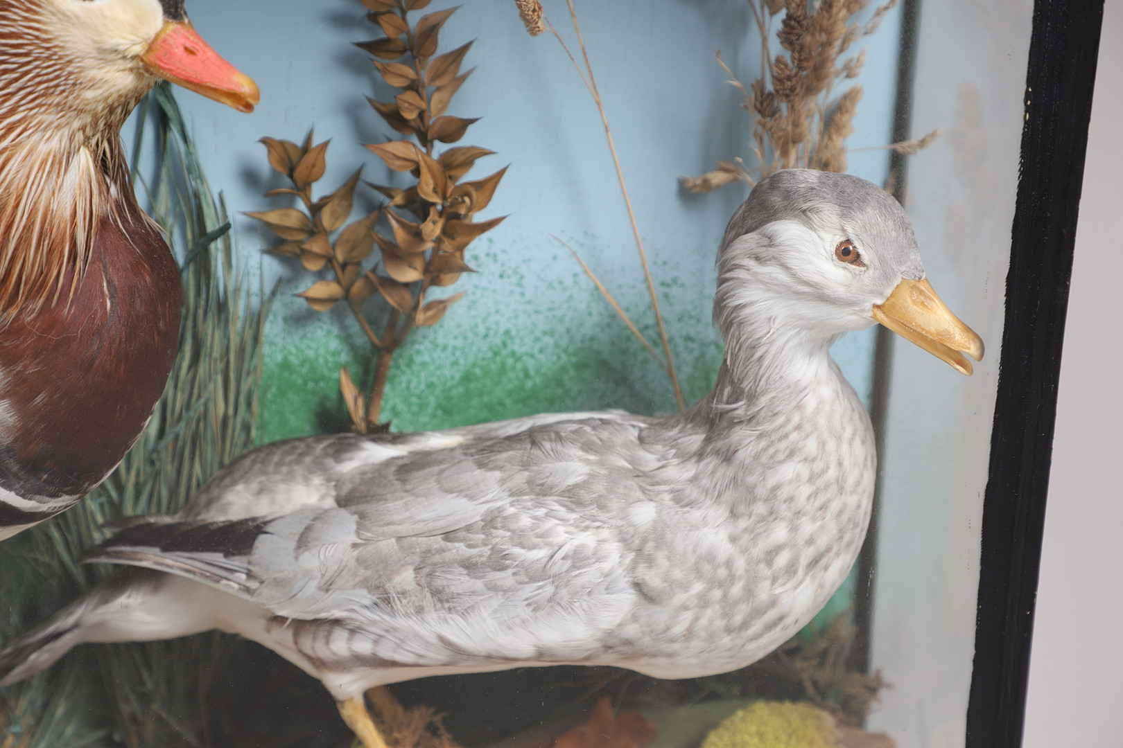 TAXIDERMY - CASED PAIR OF MANDARIN DUCKS. - Image 4 of 12