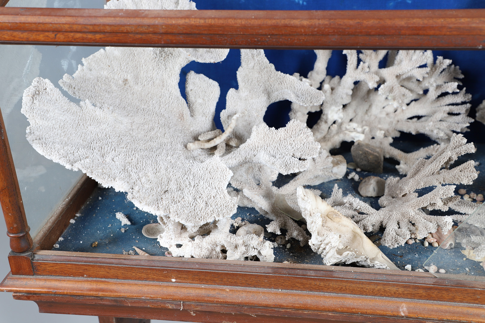 MAHOGANY MUSEUM CABINET & LARGE PIECES OF CORAL & SHELLS. - Image 8 of 13