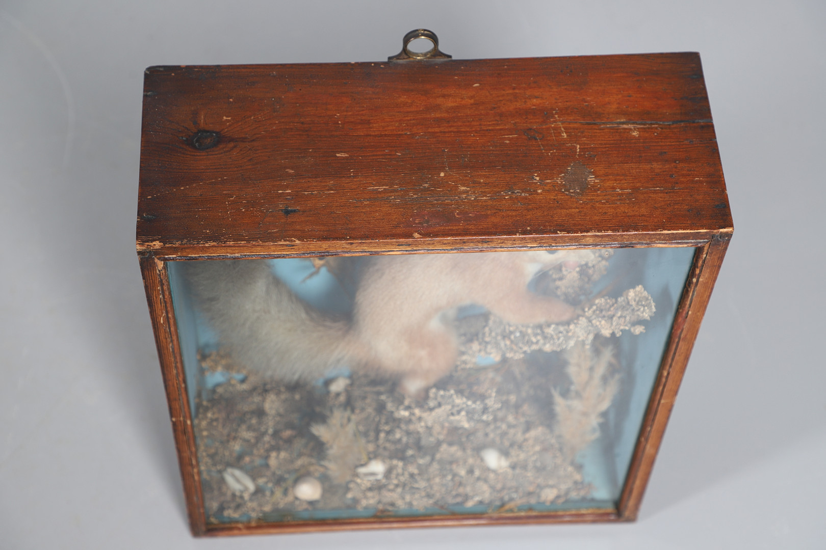 TAXIDERMY - CASED RED SQUIRREL. - Image 5 of 9