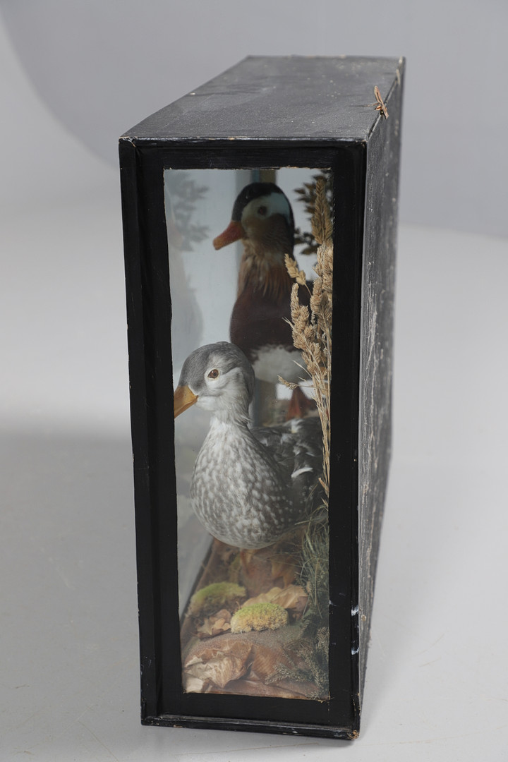 TAXIDERMY - CASED PAIR OF MANDARIN DUCKS. - Image 10 of 12