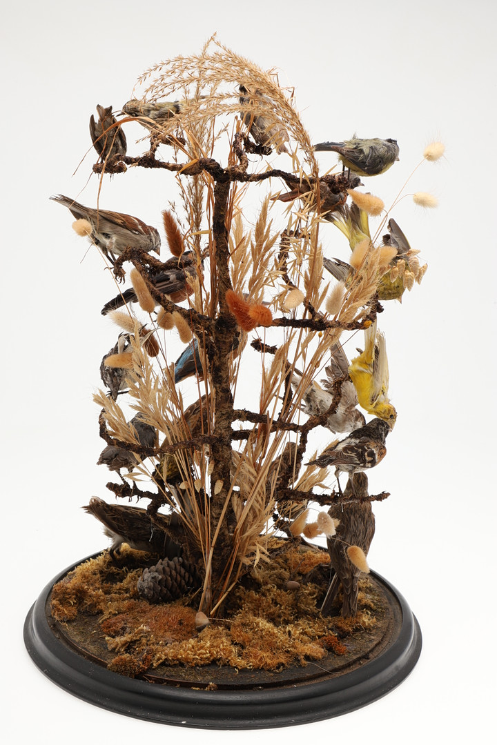 TAXIDERMY - VICTORIAN BIRDS & GLASS DOME. - Image 3 of 12