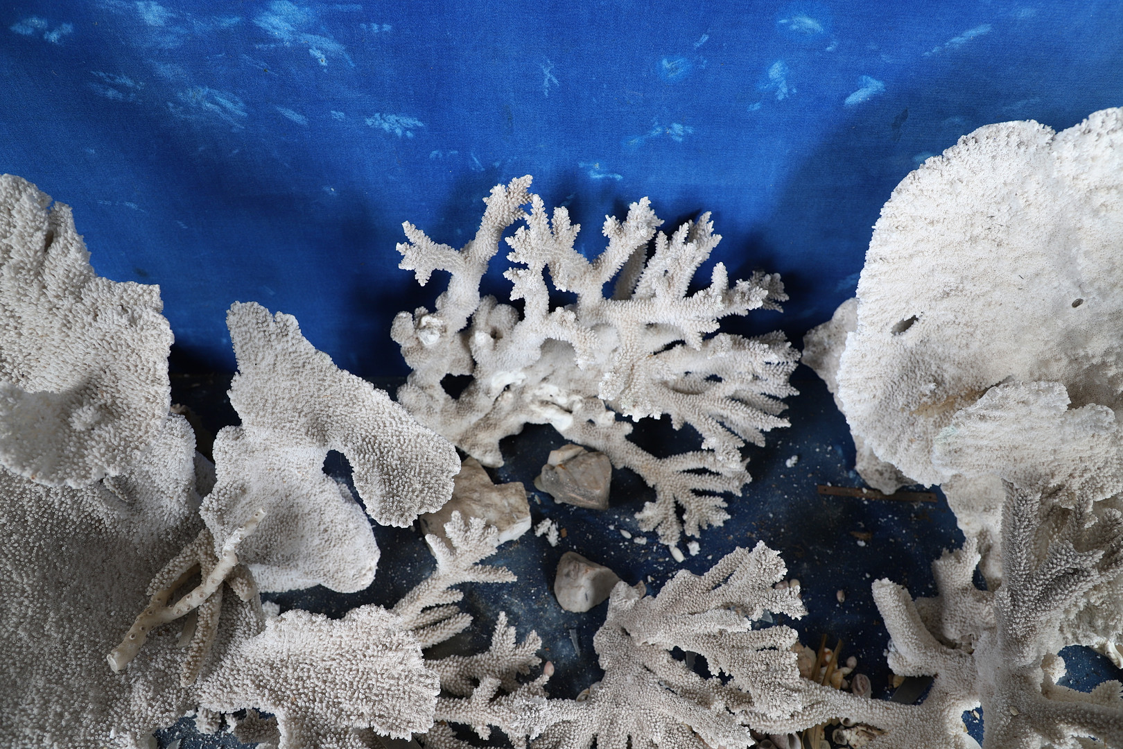 MAHOGANY MUSEUM CABINET & LARGE PIECES OF CORAL & SHELLS. - Image 5 of 13