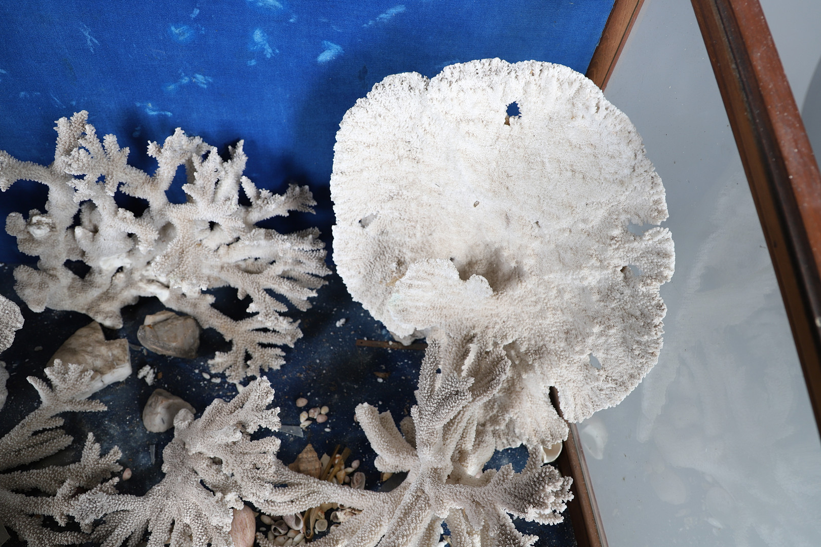 MAHOGANY MUSEUM CABINET & LARGE PIECES OF CORAL & SHELLS. - Image 6 of 13