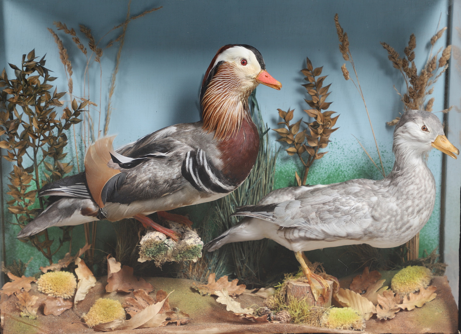 TAXIDERMY - CASED PAIR OF MANDARIN DUCKS. - Image 3 of 12