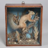 TAXIDERMY - CASED RED SQUIRREL.